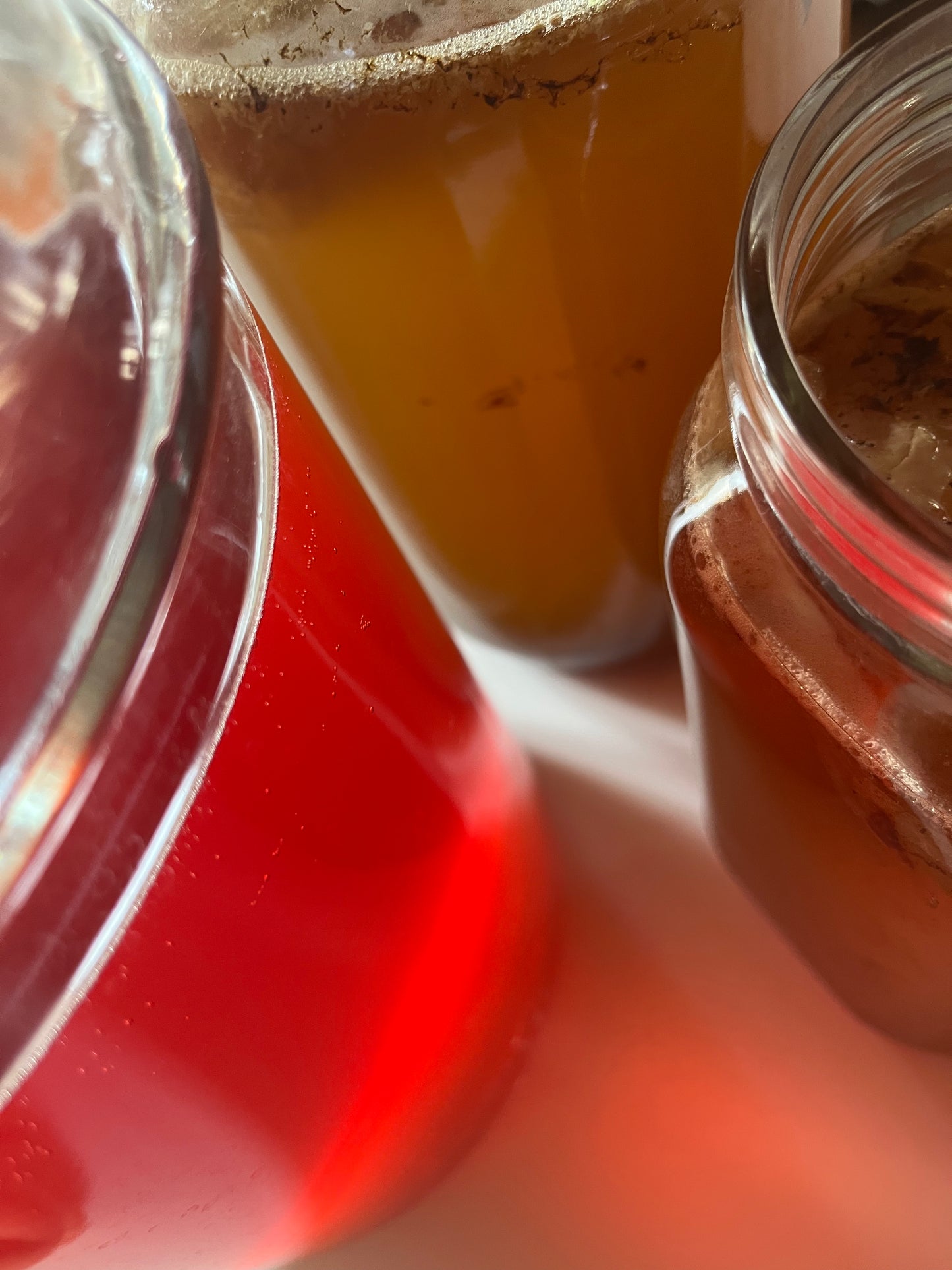 Corso sull'autoproduzione del Kombucha