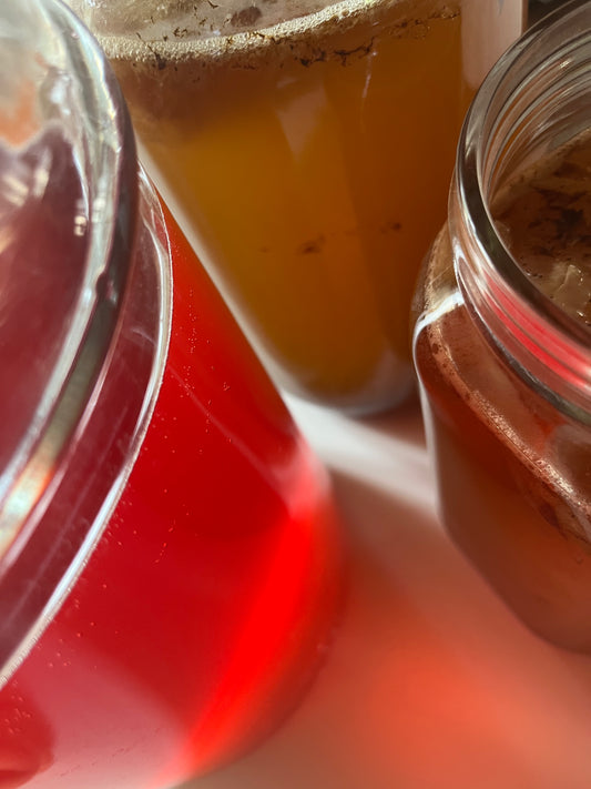 Corso sull'autoproduzione del Kombucha